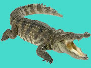 Κυνήγι στην παραλία